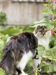 Reunited Male Cat last seen Warren Rd, Stoke-on-Trent ST6 6HW, UK, Stoke-on-Trent, England ST6 6HW
