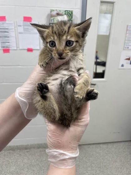 Shelter Stray Male Cat last seen Near Dundalk Ave, 21224, MD, 301 Stockholm St, Baltimore, MD 21230, USA