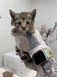 Shelter Stray Female Cat last seen Near Dundalk Ave, 21224, MD, 301 Stockholm St, Baltimore, MD 21230, USA