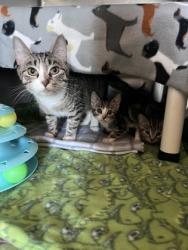 Shelter Stray Female Cat last seen Schilling & Fairview near Southgate Mall, MISSOULA CITY, MT, 5930 U.S. Hwy 93 S, Missoula, MT 59804, USA