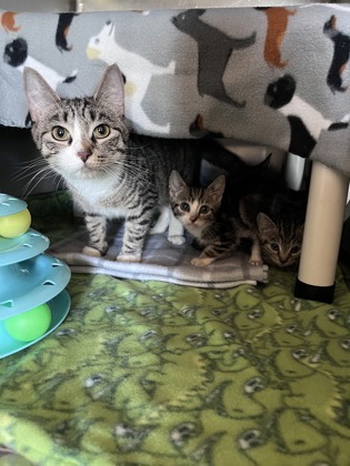 Shelter Stray Female Cat last seen Schilling & Fairview near Southgate Mall, MISSOULA CITY, MT, 5930 U.S. Hwy 93 S, Missoula, MT 59804, USA