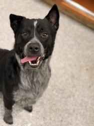 Shelter Stray Male Dog last seen Keller Bend Rd, City of Knoxville GP, TN, 3201 Division St, Knoxville, TN 37919, USA