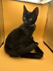 Shelter Stray Male Cat last seen Near River Dr, City of Knoxville ASO, TN, 3201 Division St, Knoxville, TN 37919, USA