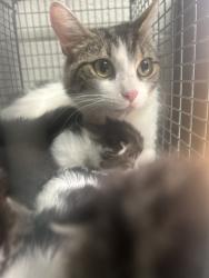 Shelter Stray Female Cat last seen Near N carter school rd, City of Knoxville GP, TN, 3201 Division St, Knoxville, TN 37919, USA