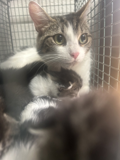 Shelter Stray Female Cat last seen Near N carter school rd, City of Knoxville GP, TN, 3201 Division St, Knoxville, TN 37919, USA