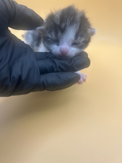 Shelter Stray Female Cat last seen Near N carter school rd, City of Knoxville GP, TN, 3201 Division St, Knoxville, TN 37919, USA
