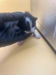 Shelter Stray Female Cat last seen Near N carter school rd, City of Knoxville GP, TN, 3201 Division St, Knoxville, TN 37919, USA