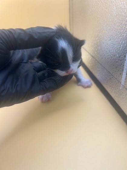 Shelter Stray Female Cat last seen Near N carter school rd, City of Knoxville GP, TN, 3201 Division St, Knoxville, TN 37919, USA