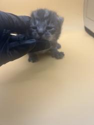 Shelter Stray Male Cat last seen Near N carter school rd, City of Knoxville GP, TN, 3201 Division St, Knoxville, TN 37919, USA