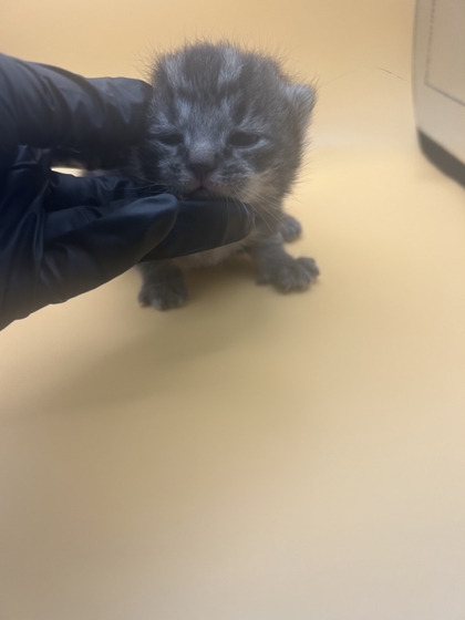 Shelter Stray Male Cat last seen Near N carter school rd, City of Knoxville GP, TN, 3201 Division St, Knoxville, TN 37919, USA