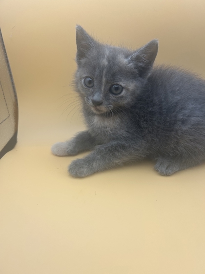 Shelter Stray Female Cat last seen Near block of rutledge pike, City of Knoxville GP, TN, 3201 Division St, Knoxville, TN 37919, USA