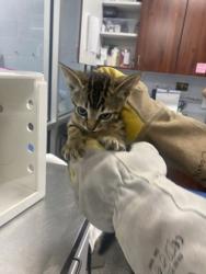 Shelter Stray Male Cat last seen Near clubfeet creek, Havelock, OR, 1639 Old Airport Rd, New Bern, NC 28562, USA