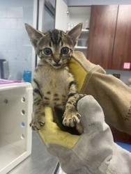 Shelter Stray Male Cat last seen Near clubfeet creek, Havelock, OR, 1639 Old Airport Rd, New Bern, NC 28562, USA