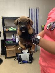 Shelter Stray Male Dog last seen Near Cullen St, West District, TX, 355 Hillshire Dr, Haslet, TX 76052, USA