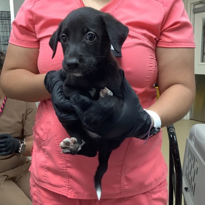 Shelter Stray Male Dog last seen Near Cullen St, West District, TX, 355 Hillshire Dr, Haslet, TX 76052, USA