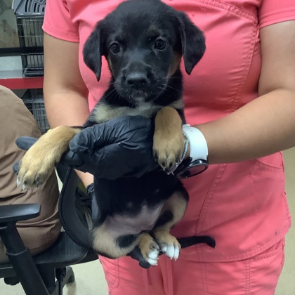 Shelter Stray Female Dog last seen Near Cullen St, West District, TX, 355 Hillshire Dr, Haslet, TX 76052, USA