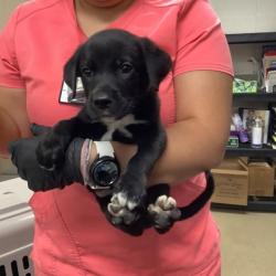 Shelter Stray Male Dog last seen Near Cullen St, West District, TX, 355 Hillshire Dr, Haslet, TX 76052, USA