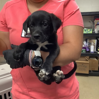 Shelter Stray Male Dog last seen Near Cullen St, West District, TX, 355 Hillshire Dr, Haslet, TX 76052, USA