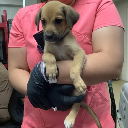 Shelter Stray Female Dog last seen Near Cullen St, West District, TX, 355 Hillshire Dr, Haslet, TX 76052, USA