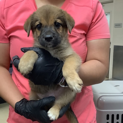 Shelter Stray Female Dog last seen Near Cullen St, West District, TX, 355 Hillshire Dr, Haslet, TX 76052, USA