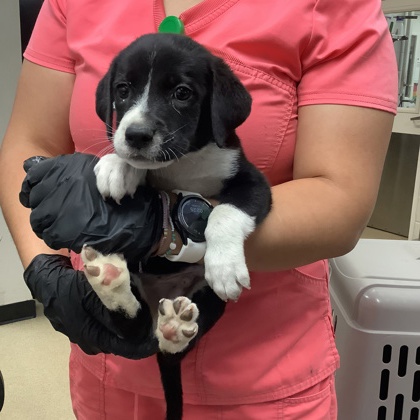 Shelter Stray Male Dog last seen Near Cullen St, West District, TX, 355 Hillshire Dr, Haslet, TX 76052, USA