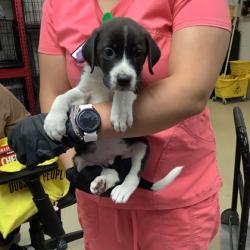 Shelter Stray Male Dog last seen Near Cullen St, West District, TX, 355 Hillshire Dr, Haslet, TX 76052, USA