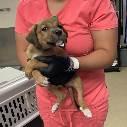 Shelter Stray Unknown Dog last seen Near Cullen St, West District, TX, 355 Hillshire Dr, Haslet, TX 76052, USA