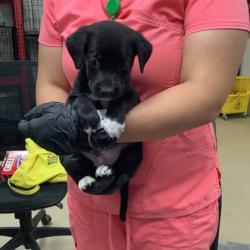 Shelter Stray Male Dog last seen Near Cullen St, West District, TX, 355 Hillshire Dr, Haslet, TX 76052, USA