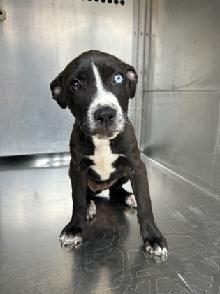 Shelter Stray Female Dog last seen Near HORNWOOD DR, South District, , 355 Hillshire Dr, Haslet, TX 76052, USA