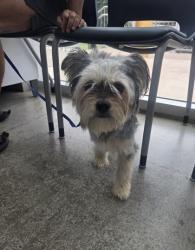Shelter Stray Male Dog last seen Near Brent Dr, Central District, TX, 355 Hillshire Dr, Haslet, TX 76052, USA