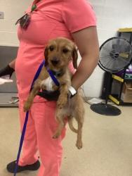 Shelter Stray Female Dog last seen Near S Hulen St, South District, TX, 355 Hillshire Dr, Haslet, TX 76052, USA
