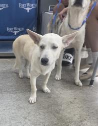 Shelter Stray Female Dog last seen Schwartz Ave, North District, TX, 355 Hillshire Dr, Haslet, TX 76052, USA
