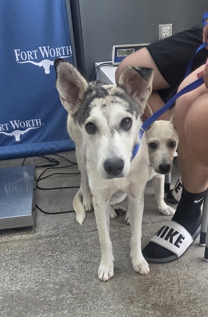 Shelter Stray Male Dog last seen Schwartz Ave, North District, TX, 355 Hillshire Dr, Haslet, TX 76052, USA