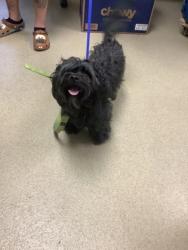 Shelter Stray Male Dog last seen Near Renaissance Square, East District, TX, 355 Hillshire Dr, Haslet, TX 76052, USA