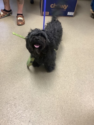 Shelter Stray Male Dog last seen Near Renaissance Square, East District, TX, 355 Hillshire Dr, Haslet, TX 76052, USA