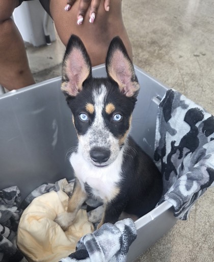 Shelter Stray Male Dog last seen Near Old Decatur Rd, North District, TX, 355 Hillshire Dr, Haslet, TX 76052, USA