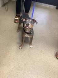 Shelter Stray Male Dog last seen Near Renaissance Square, East District, TX, 355 Hillshire Dr, Haslet, TX 76052, USA