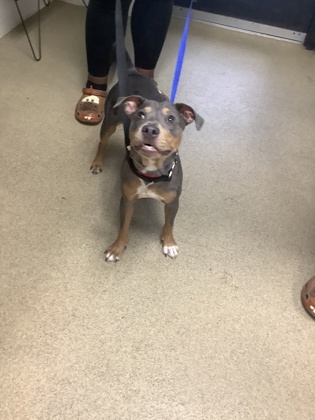 Shelter Stray Male Dog last seen Near Renaissance Square, East District, TX, 355 Hillshire Dr, Haslet, TX 76052, USA