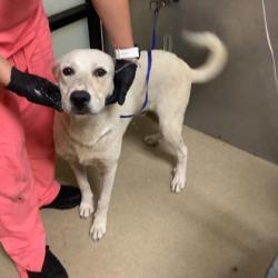 Shelter Stray Male Dog last seen Near West Vickery Blvd., West District, TX, 355 Hillshire Dr, Haslet, TX 76052, USA