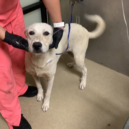 Shelter Stray Male Dog last seen Near West Vickery Blvd., West District, TX, 355 Hillshire Dr, Haslet, TX 76052, USA