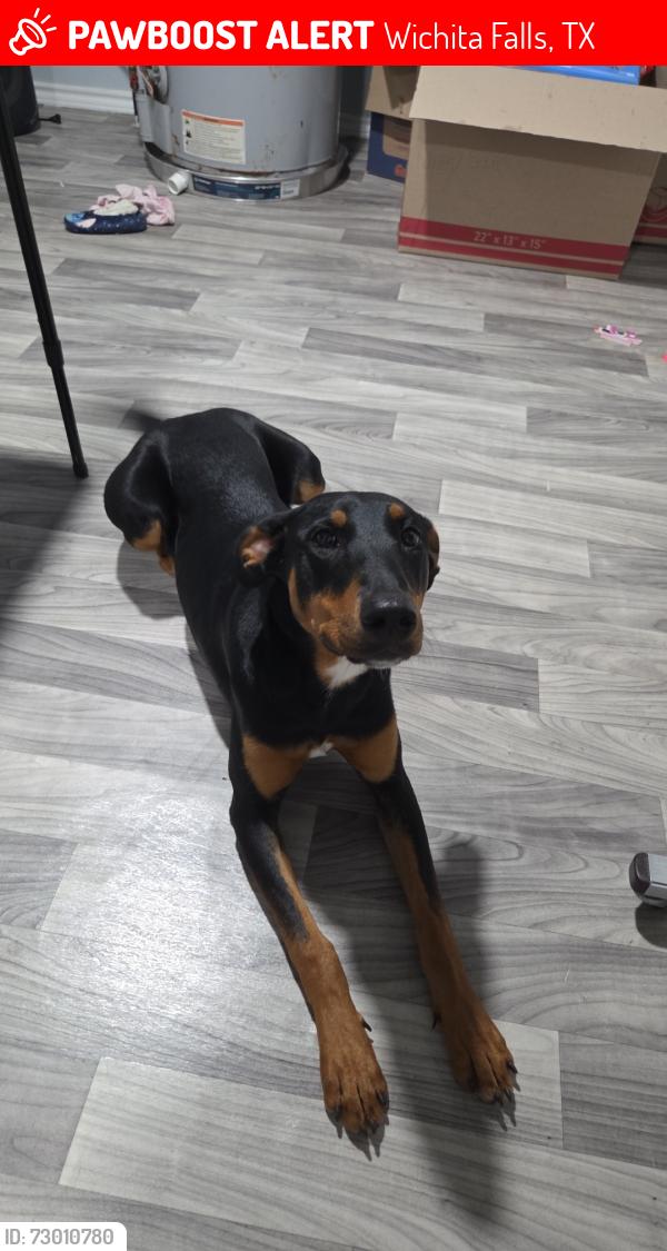 Lost Female Dog last seen N 7th street and N 8th street, Wichita Falls, TX 76306