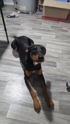 Lost Female Dog last seen N 7th street and N 8th street, Wichita Falls, TX 76306