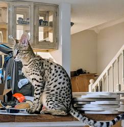 Lost Male Cat last seen Horizon South, Panama City Beach, FL 32413