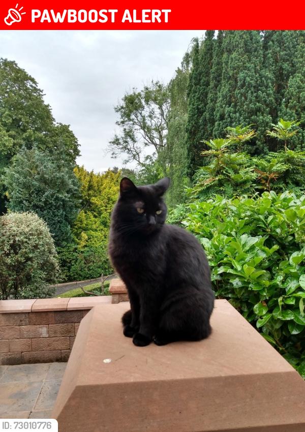 Lost Male Cat last seen Bolton Le Sands main road where the Blue Anchor pub is., Bolton-le-Sands, England LA5 8DS