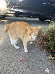 Reunited Unknown Cat last seen Hemingway drive , Murray, UT 84121