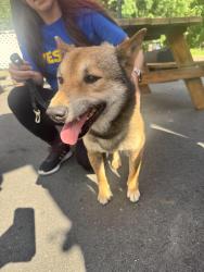 Reunited Male Dog last seen Uncle Tanks, Franklin Township, NJ 08873