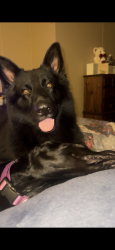Lost Male Dog last seen Chulio Rd, Floyd County, GA 30161