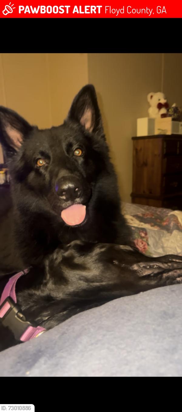 Lost Male Dog last seen Chulio Rd, Floyd County, GA 30161