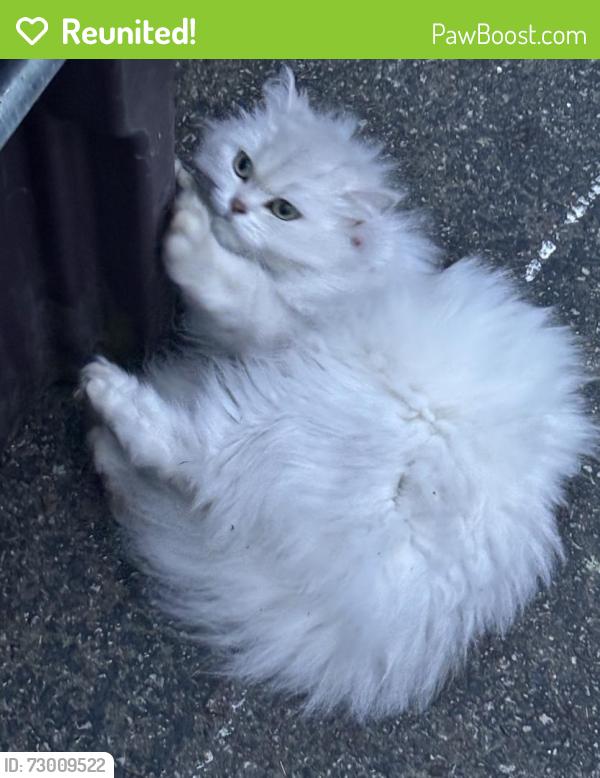 Reunited Unknown Cat last seen In my garage, Weymouth, MA 02190
