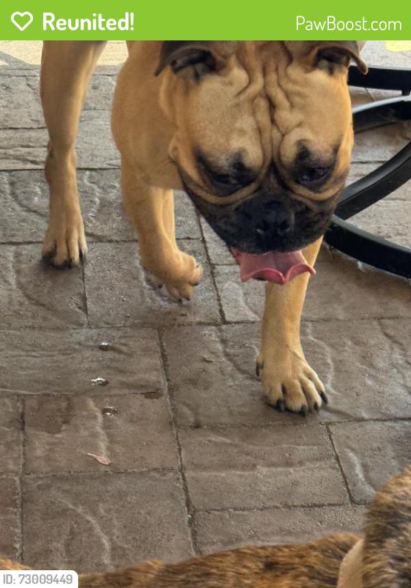 Reunited Male Dog last seen Near Mac Ln, Spring Valley, CA 91977, USA, Spring Valley, CA 91977